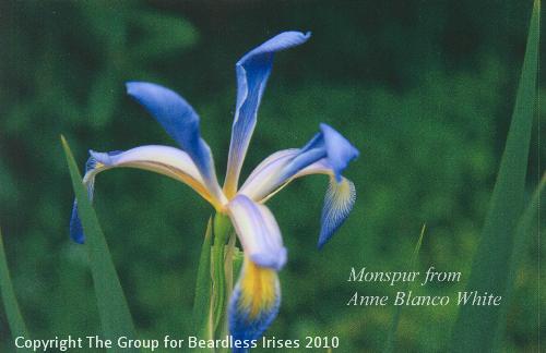 7346 Monspur from Anne Blanco-White